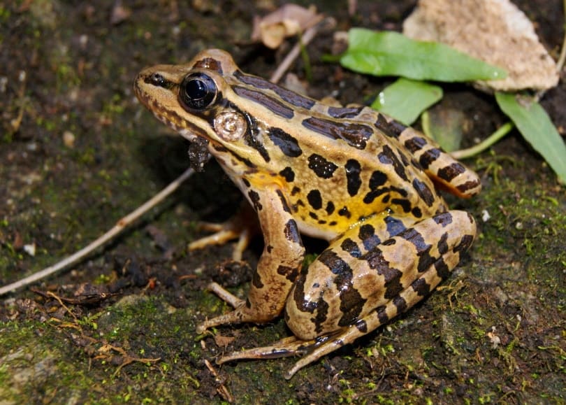 pickerel frog