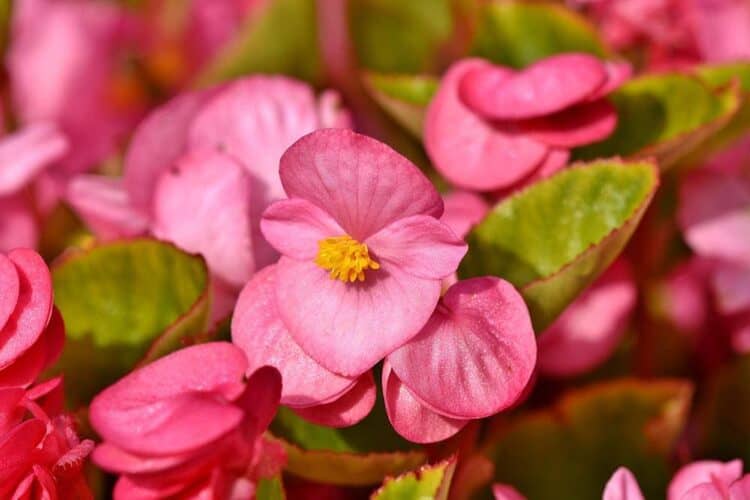 pink begonias close up
