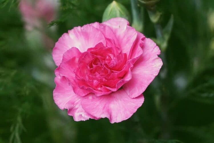 pink carnation