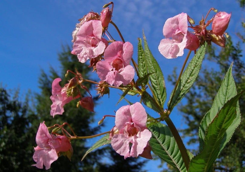 pink impatiens