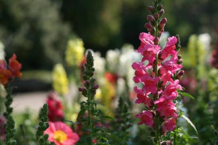Are Snapdragons Poisonous to Cats? What Do I Do If They Eat One