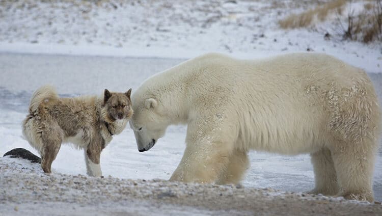 polar bear and Canadian Eskimo dog in the winter