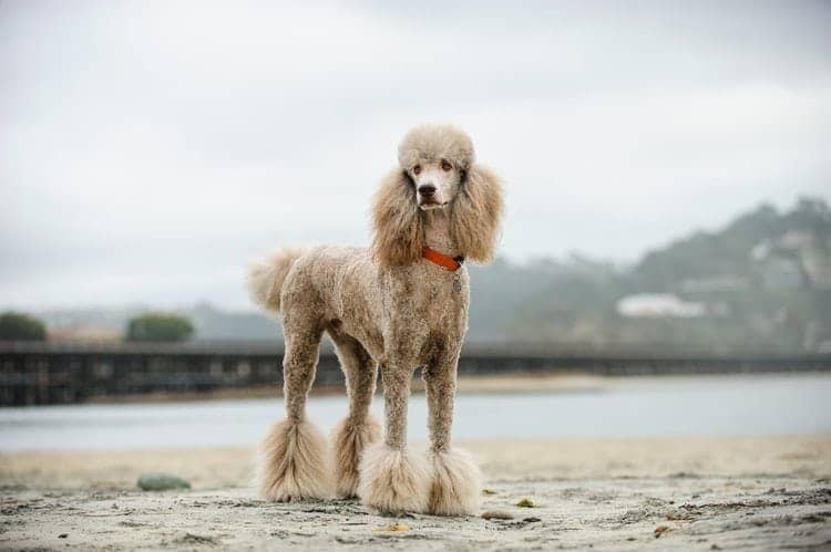 poodle at the beach