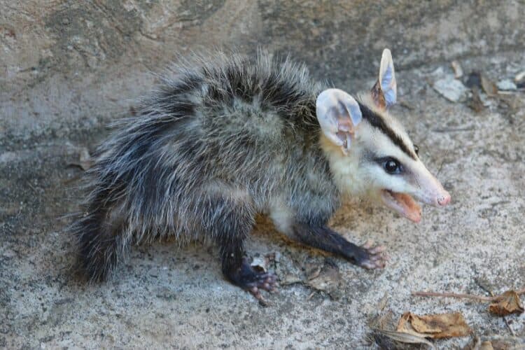 possum outdoors