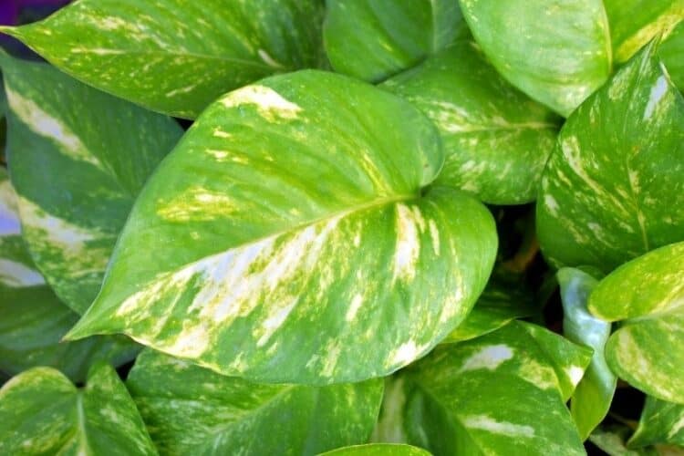 Are Pothos Toxic to Dogs? What Do I Do If They Eat One? Pango Pets
