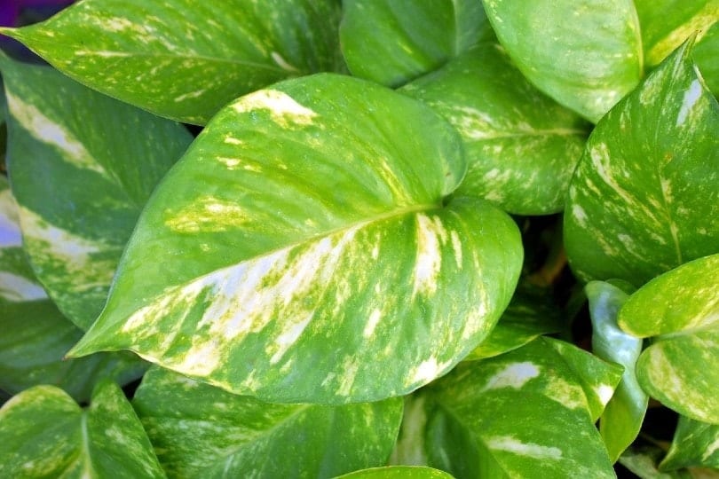 pothos plant leaves