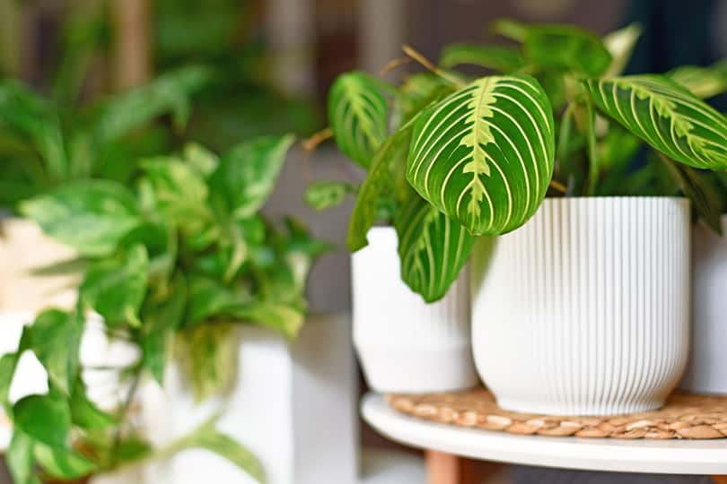 prayer plants in white pots