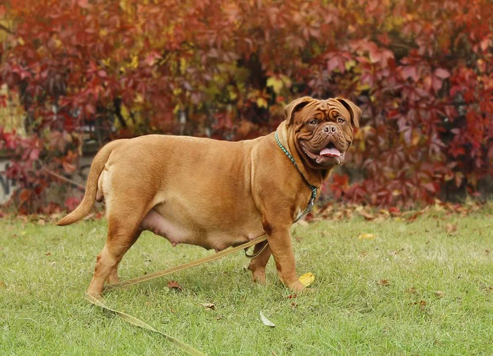 pregnant Dogue de Bordeaux dog