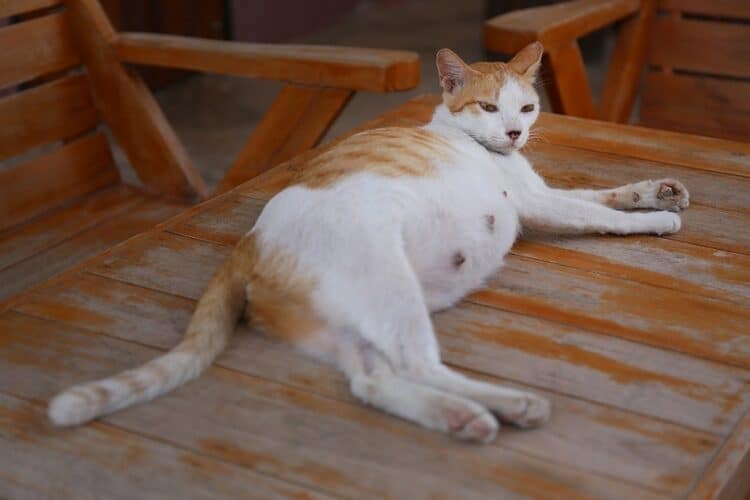 pregnant cat on table