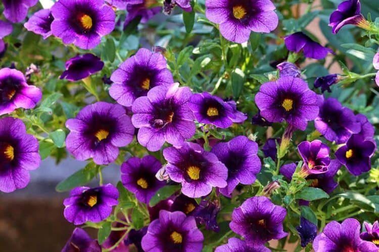purple petunias