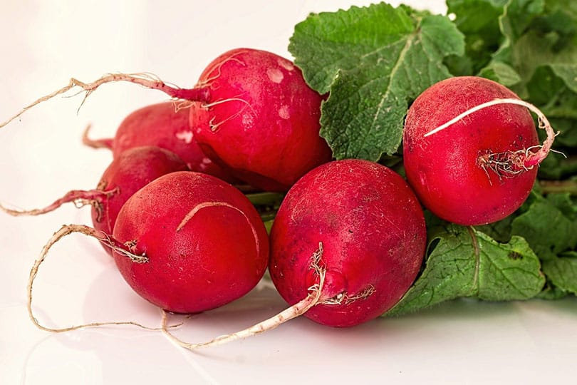 Are Radishes Good For Dogs? What Do I Do If They Eat One? Pango Pets