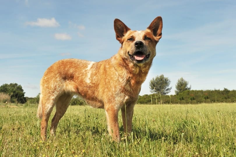 red australian cattle dog standing on grass