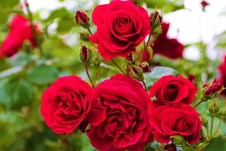 red roses outdoor