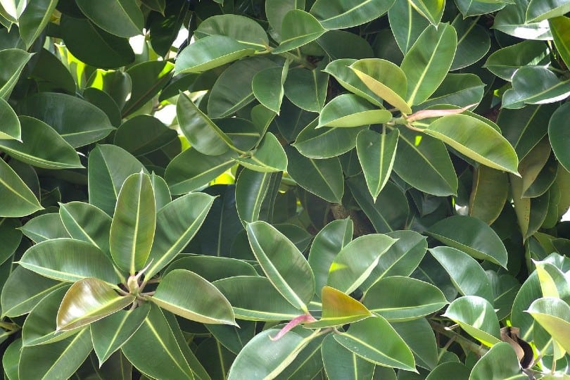 Are Rubber Plants Toxic to Cats? What Do I Do If My Cat Eats One