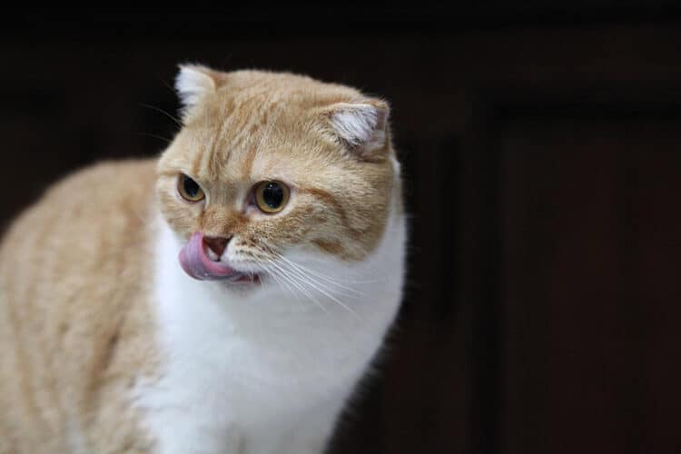 scottish fold cat licking its mouth