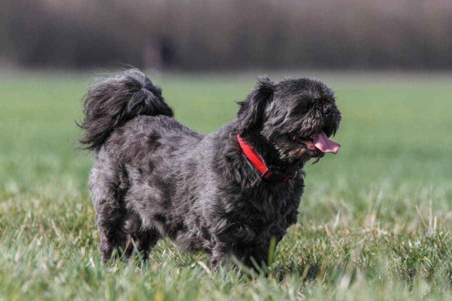 shih tzu outdoors