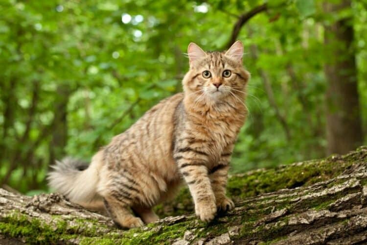 siberian cat in the woods