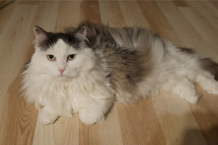 siberian cat lying on the floor