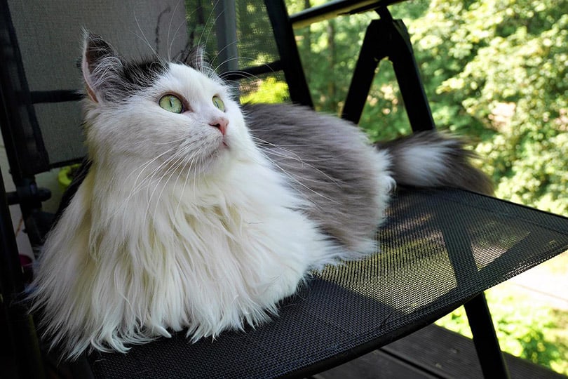 siberian cat sitting on a chair outdoor