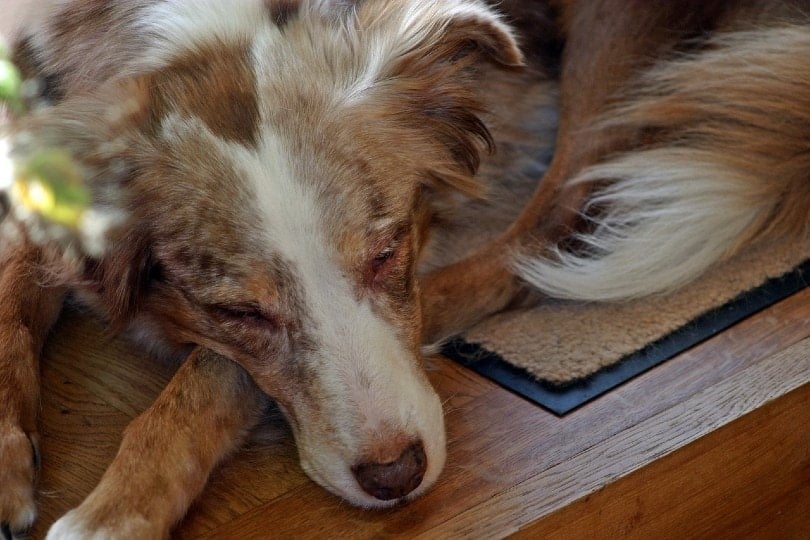 sick australian shepherd dog