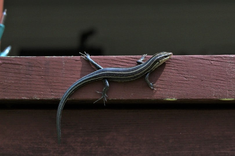 skink on wood