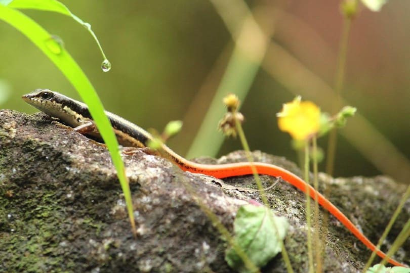 skink with orange tail