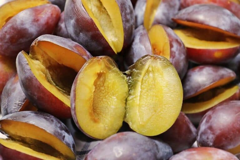 Are Plums Good for Dogs? What Do I Do if They Eat One? Pango Pets