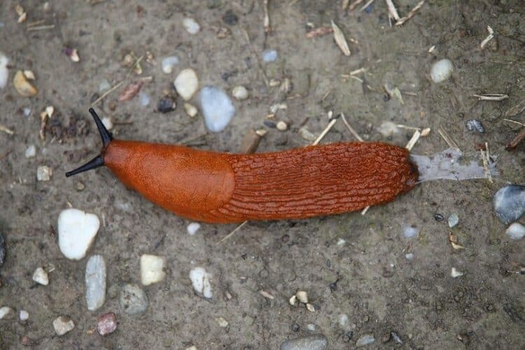 Are Slugs Poisonous to Dogs? What Do I Do if They Eat One? Pango Pets