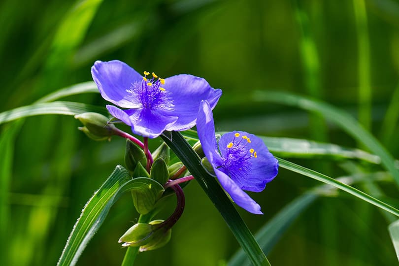 spiderwort flower