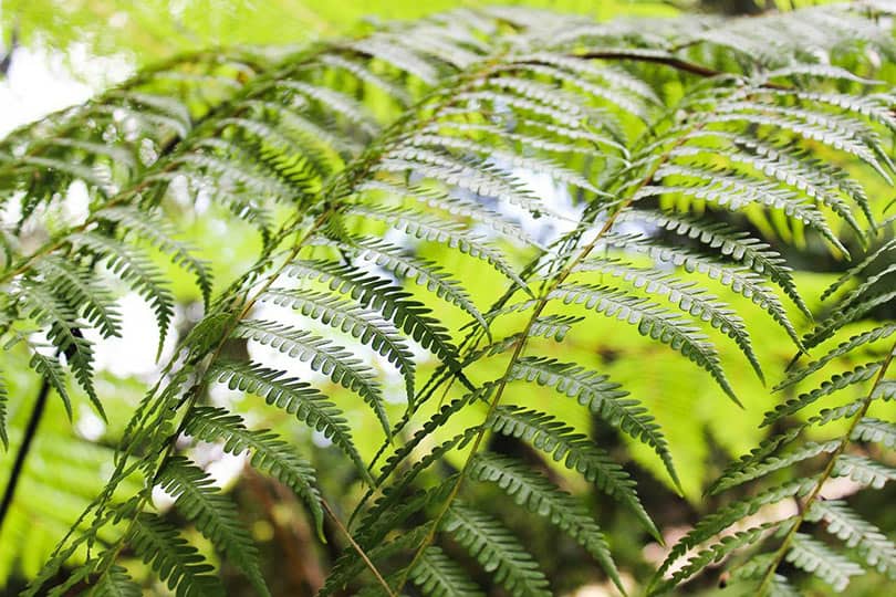sword fern plant outdoor