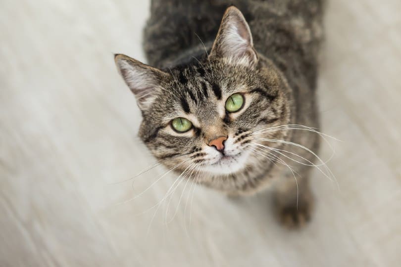 Are Tabby Cats Friendly? What You Need To Know | Pango Pets