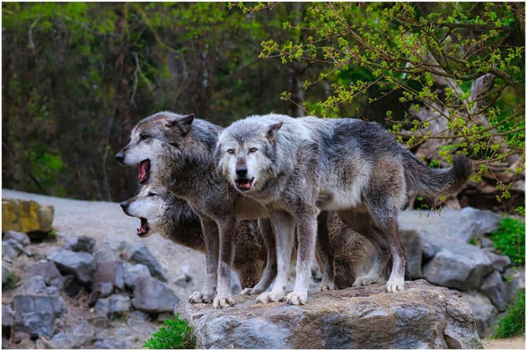three wolves in the wild