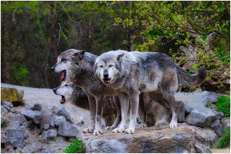 How big are wolves compared to dogs what you need to know pango pets
