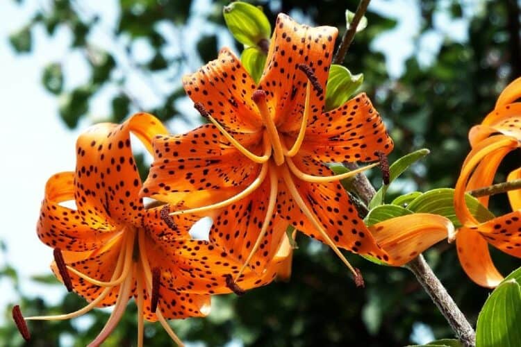 Are Tiger Lilies Poisonous To Cats What Do I Do If They Eat One 