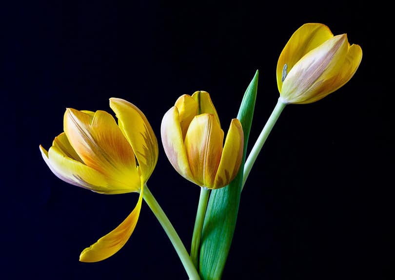 tulips flowers in dark background
