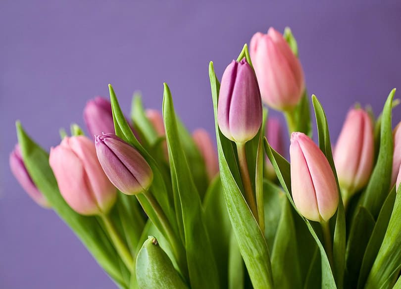 Are Tulips Poisonous to Cats? What Do I Do If They Eat One? Pango Pets