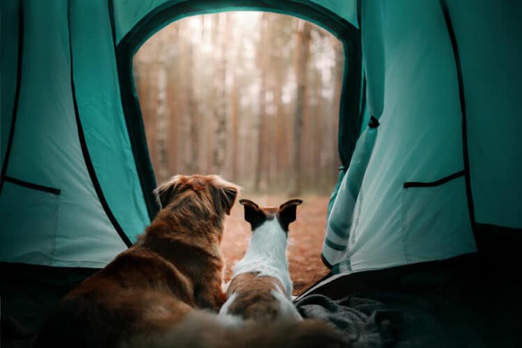 two dogs in a camping tent