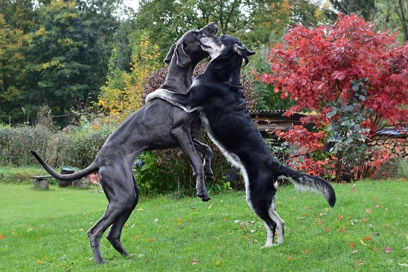 How to Tell If Dogs Are Playing or Fighting? (6 Signs To Look For ...