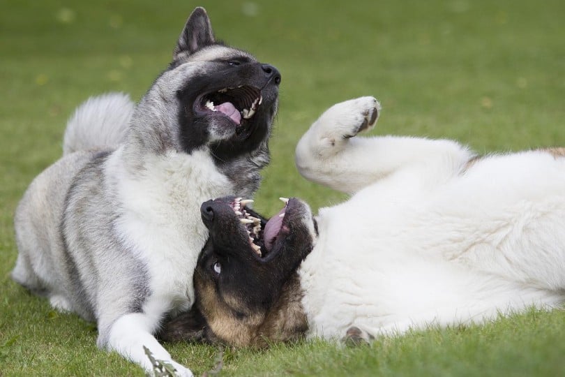 two dogs outdoors