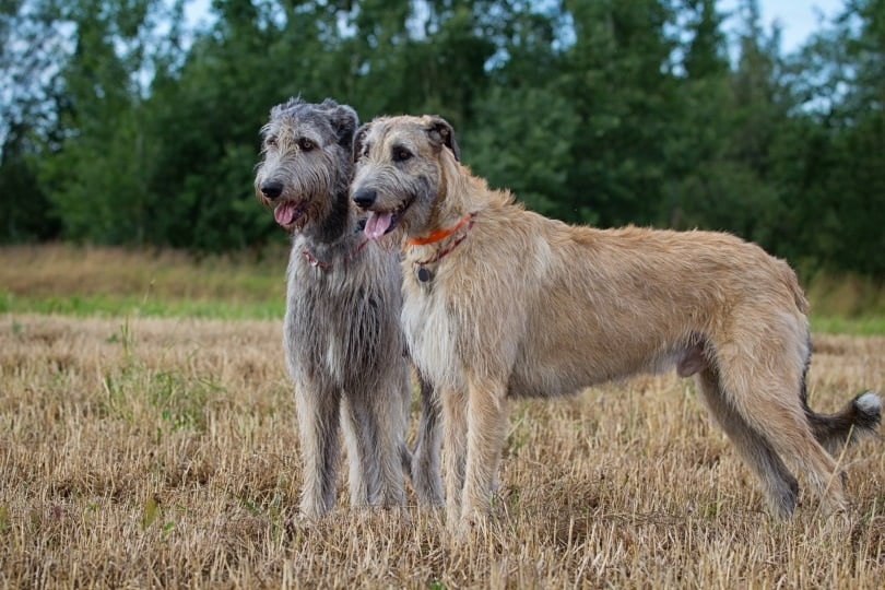 two irish wolfhounds