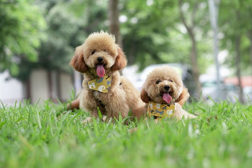 two toy poodles outdoors