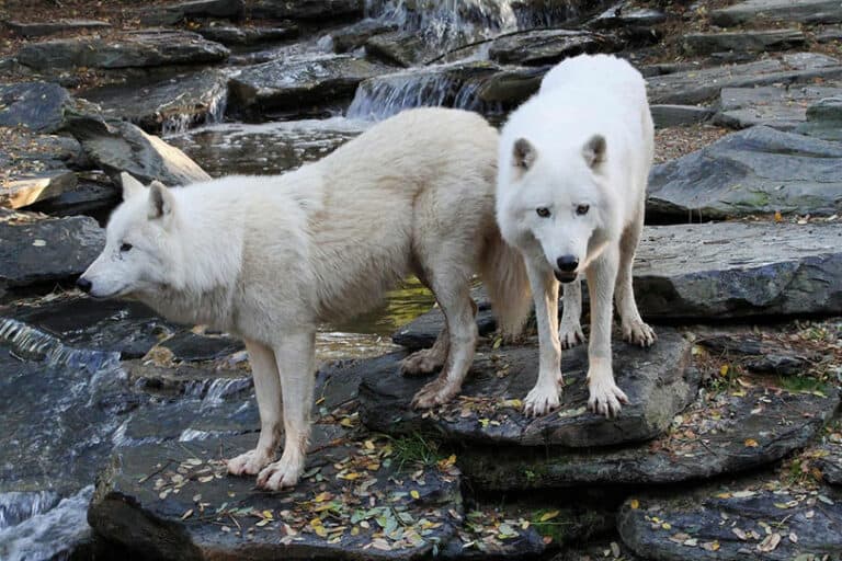 How Big Are Wolves Compared to Dogs? What You Need To Know! Pango Pets