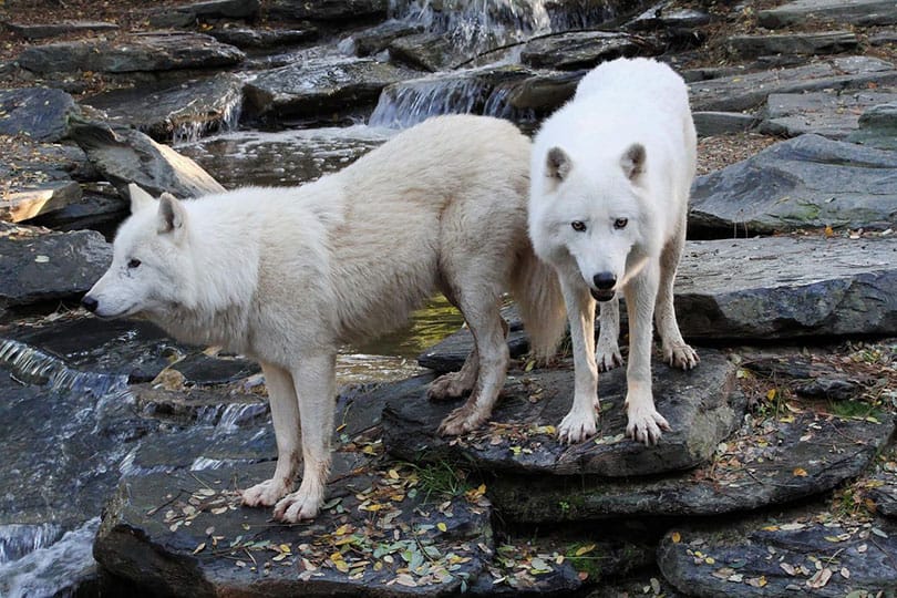 two white wolves on the rock