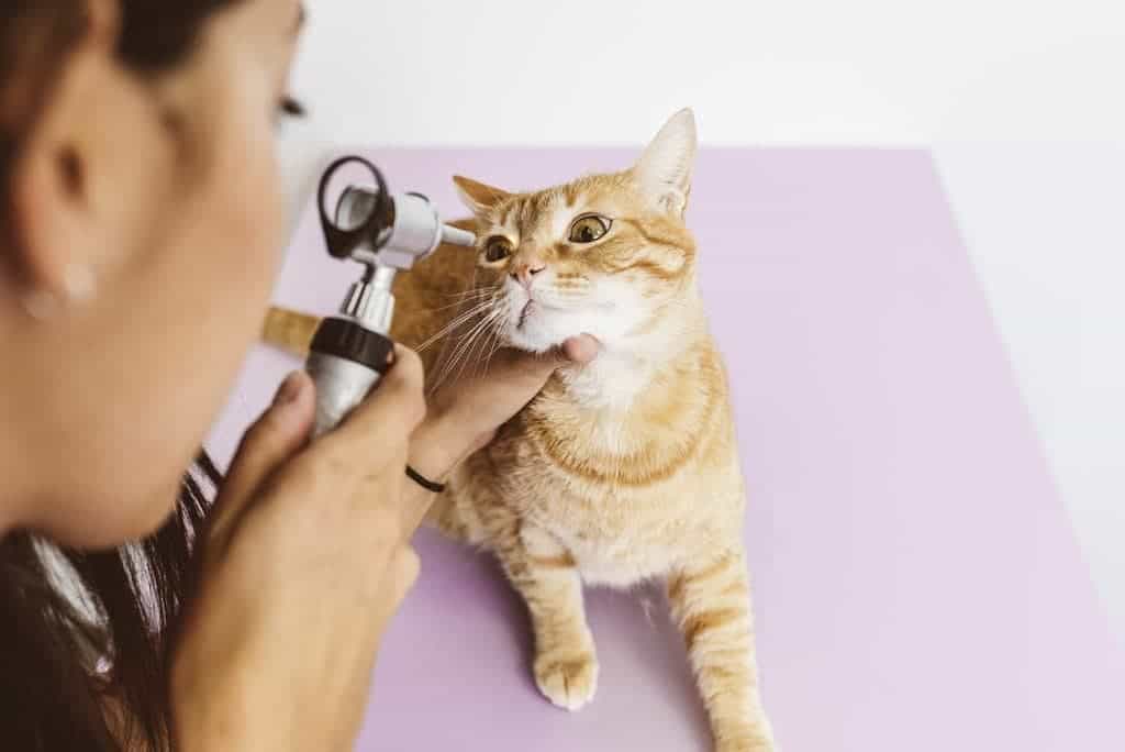 vet checking cat's eyes