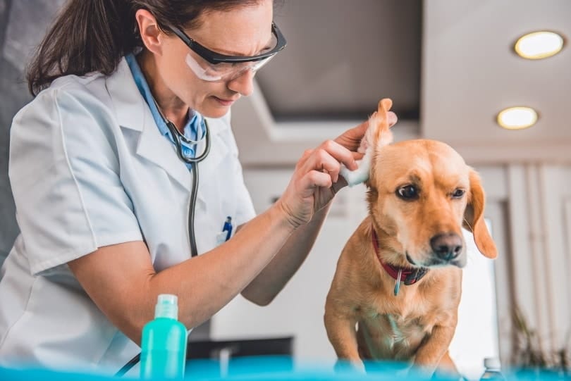 vet cleaning dog ears