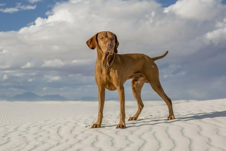 vizsla standing in a white sand desert