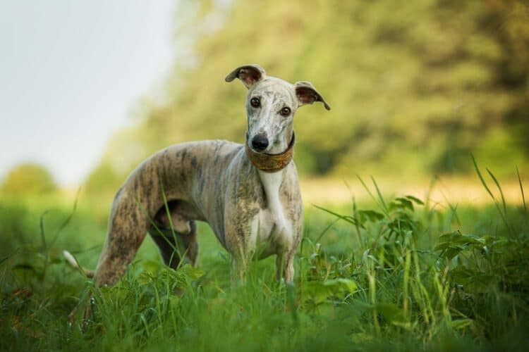 Are Whippets Hypoallergenic? An Allergy Sufferer’s Guide to Dogs