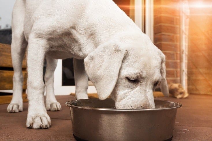 white dog eating