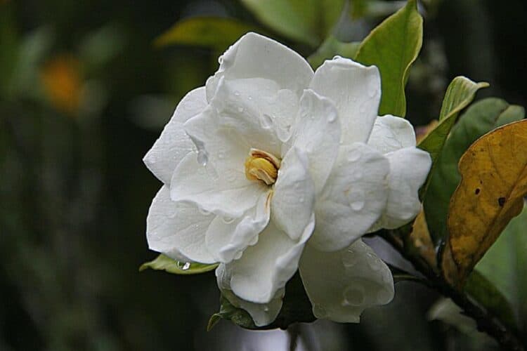 white gardenias