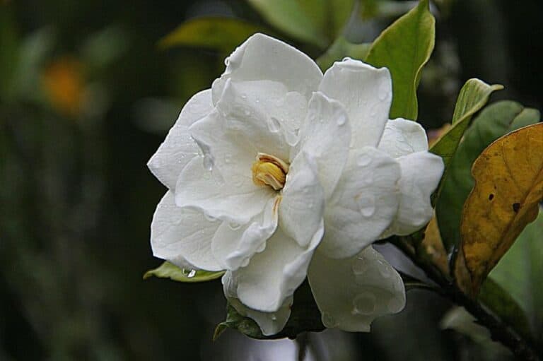 Are Gardenias Poisonous to Dogs? What Do I Do If They Eat One? Pango Pets